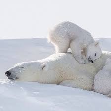 صور جميلة لأنثى الدب القطبي مع صغارها Nature Brilliance Earthvisuals Artofvisuals Welivetoexplore Na Baby Polar Bears Polar Bear Cute Polar Bear