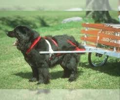 Affectionately called a newfy, newfie, or newf, this dog breed is one of the world's biggest dogs. Puppyfinder Com Newfoundland Puppies Puppies For Sale Near Me In California Usa Page 1 Displays 10