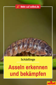 Asseln halten sich in der umgebung ihrer nahrung auf und sind daher in vermoderten pflanzenresten oder morschem holz zu finden, welches von pilzmyzelien durchwachsen ist. Asseln Selbst De Schadlinge Buchsbaumzunsler Assel