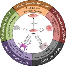 This system is mainly concerned with producing movement through muscle contraction. Frontiers Role Of Vascular Smooth Muscle Cell Plasticity And Interactions In Vessel Wall Inflammation Immunology