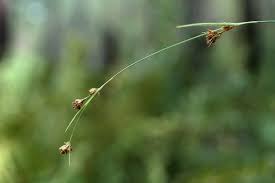 Image result for Bulbostylis macra