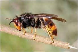 Lutte Contre Les Frelons Asiatiques L Appel Des Apiculteurs Frelon Asiatique Frelon Nid Frelon Asiatique