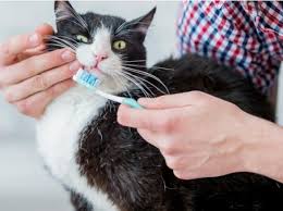 It might take some time for both question: How Often Should You Brush Dog Teeth And Cat Teeth Petmd
