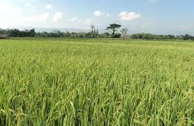 Penentuan jenis bisnis pertanian sebisa mungkin tidak dilakukan secara latah, sebab budidaya sesuatu di daerah a belum tentu akan mengbuahkan hasil yang sama jika dibudidayakan di lokasi anda. Definisi Pertanian Dan Contoh Pertanian Manfaat Pertanian Sektor Di Indonesia