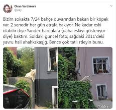 Kuzguncukta Yillarca Duvarin Uzerinden Sokagi Izleyen Kopek Ve Arkadasinin Fotograflari 2020 Duvar Fotograf Kopek