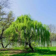 Ils produisent de petites fleurs blanches au printemps ou à la fin. Arbre Qui Pousse Vite Notre Top 10 Des Arbres A Croissance Rapide
