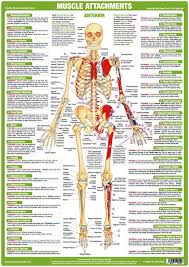 If this be examined with a rather low power the bone will be seen to be mapped out into a number of circular districts each consisting of a central hole surrounded by a number of. Human Bone Identification Chart Community Calling