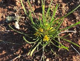 Image result for Geigeria burkei