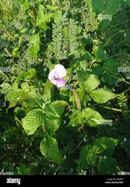 Image result for Vigna vexillata