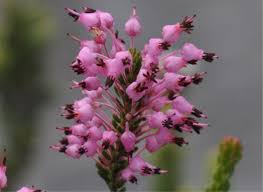 Image result for Erica wildii