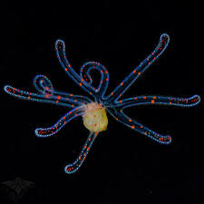 Image result for Oxyrhachis