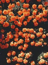 Pin By Andrea Mendoza On Backgrounds For My Phone Chromebook Orange Aesthetic Orange Wallpaper Flower Aesthetic