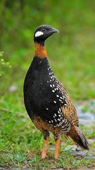 The Black Francolin is one of the shyest and most elusive birds to  photograph. Spotting one is a privilege, but having it come this close is  something I never imagined., Hidden safely behind my ...