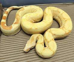 Sharp Albino Squaretail Beautiful Snakes Snake Reptiles