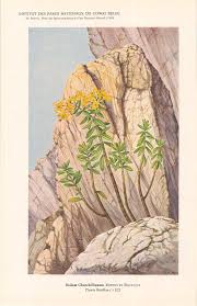 Image result for Pittosporum fulvotomentosum