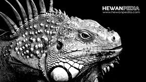 Di sini ada dua maana. 16 Arti Mimpi Iguana Menurut Primbon Jawa Hewanpedia