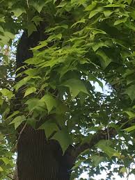 Leaf shape — chart illustrating leaf morphology terms. Chinese Sweet Gum Or Liquidambar Formosana Jungle Gardens