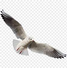 Download free steven t seagle png images, long sleeved t shirt, s t a l k e r, x t, letter t, steven, concert t shirt, t 15, steven t seagle clipart. Free Png Download Gull Png Images Background Png Images Seagull Png Image With Transparent Background Toppng
