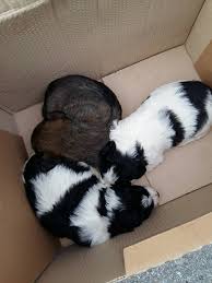 A seguito di una segnalazione, le guardie zoofile oipa di milano hanno effettuato numerosi sopralluoghi presso un'abitazione privata in un comune nella provincia sud di milano. Tre Cuccioli Di Cane Abbandonati Vicino Ai Cassonetti Piana Notizie