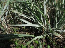 Image result for Panicum coloratum