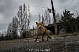 Ecco cosa vi che chernobyl, il luogo più radioattivo della terra, potesse diventare una destinazione turistica da 5. Chernobyl 30 Anni Dopo Pierpaolo Mittica Photographer Videographer