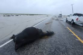 Image result for hurricane harvey 2017