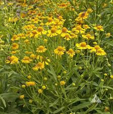 Image result for Helenium autumnale