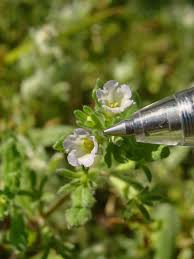 Image result for Catunaregam stenocarpa