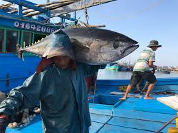 Image result for ảnh khai thác cá ngừ dai dương