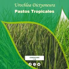 Image result for Urochloa dictyoneura