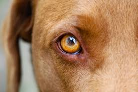 Darf man einem Hund in die Augen schauen? - Hundemagazin
