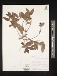 Image result for Xylopia odoratissima