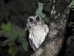 Mereka sering kali terlihat bertengger rendah di tajuk pohon atau perdu, dengan mengeluarkan suara. Burung Hantu Yang Tidak Perlu Kita Takuti Mongabay Co Id