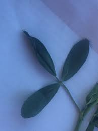 Overall, alfalfa honey is not very sweet and doesn't. Alfalfa Or Weed 283189 Ask Extension