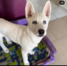 Alman çoban köpeği fiyatları, pet shop'tan satılık eğitimli erkek dişi, siyah, beyaz renklerin secereli k9 alman kurdu yavrusu çeşitleri ortalama fiyat aralığı nedir, ne kadar ve kaç tl, kaç lira sayfamızda. Kurt Wolf Sahiplendirme Grubu Facebook