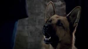 We did not find results for: Rex Chien Flic Saison 13 Episode 1 En Streaming France Tv