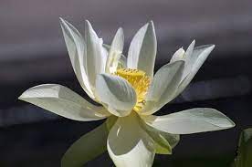 Saraswati Hindu Goddess Of Wisdom And Protector Of The Universe Water Flowers White Lotus Flower Flower Symbol