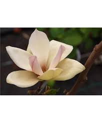 Image result for magnolie sunsation