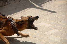 A graphic look at the dramatic rise of dog attacks in the u.k. What Is The Dangerous Dog Act Uks 1 Pet Blog