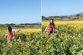 Check spelling or type a new query. Fields Of Yellow In Half Moon Bay Fields Of Rambling Thoughts In My Mind Perpetually Caroline