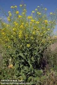 Image result for Brassica rapa