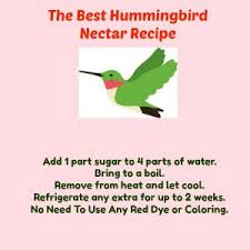 How to clean hummingbird feeder. The Best Hummingbird Nectar Recipe A Birds Delight