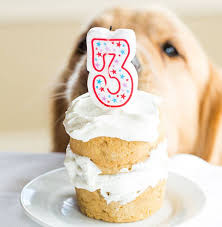 Using a cake recipe written especially for dogs means you can bake your pooch something he will love, whilst keeping it healthy and safe for him to eat. 14 Dog Birthday Cake Cupcake Homemade Recipes Playbarkrun