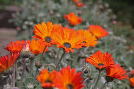 Image result for Arctotis