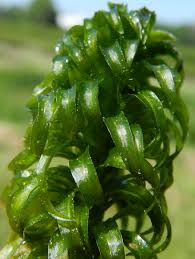 Image result for Lagarosiphon major