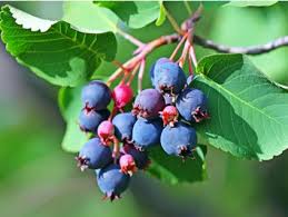 Image result for indiánská borůvka obrázek