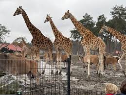 Vanaf 1 april zijn er weer roofvogelshow's in het safaripark! Beekse Bergen Safari Park Hilvarenbeek 2021 All You Need To Know Before You Go With Photos Tripadvisor