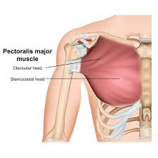 If you feel this image of diagrams of the skeletal system is useful for you feel free to share this nice anatomy to your social media accou. Pectoralis Major Origin Insertion Actions Innervation The Wellness Digest