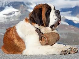 Saint bernard dog breed vector infographics. Saint Bernard Puppies For Sale Near You