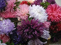 Desktop Wallpapers Flowers Backgrounds Dahlia Flowers Of All Dahlia Flower Beautiful Flowers Images Flower Pictures